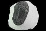 Detailed Austerops Trilobite - Large Eyes #91923-2